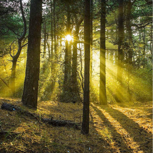 下载黄色性感交片

